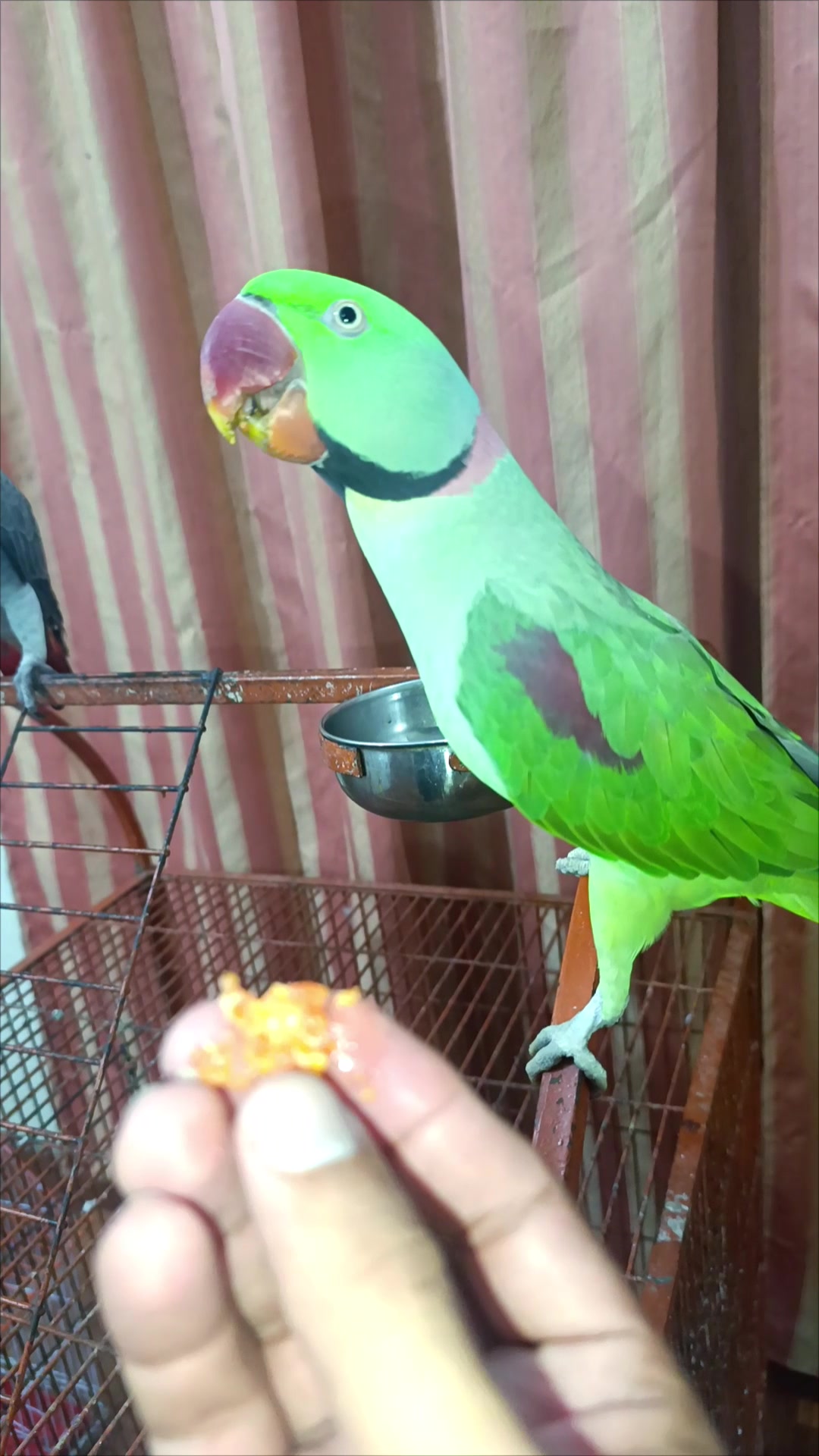 @Mehtab's Pet