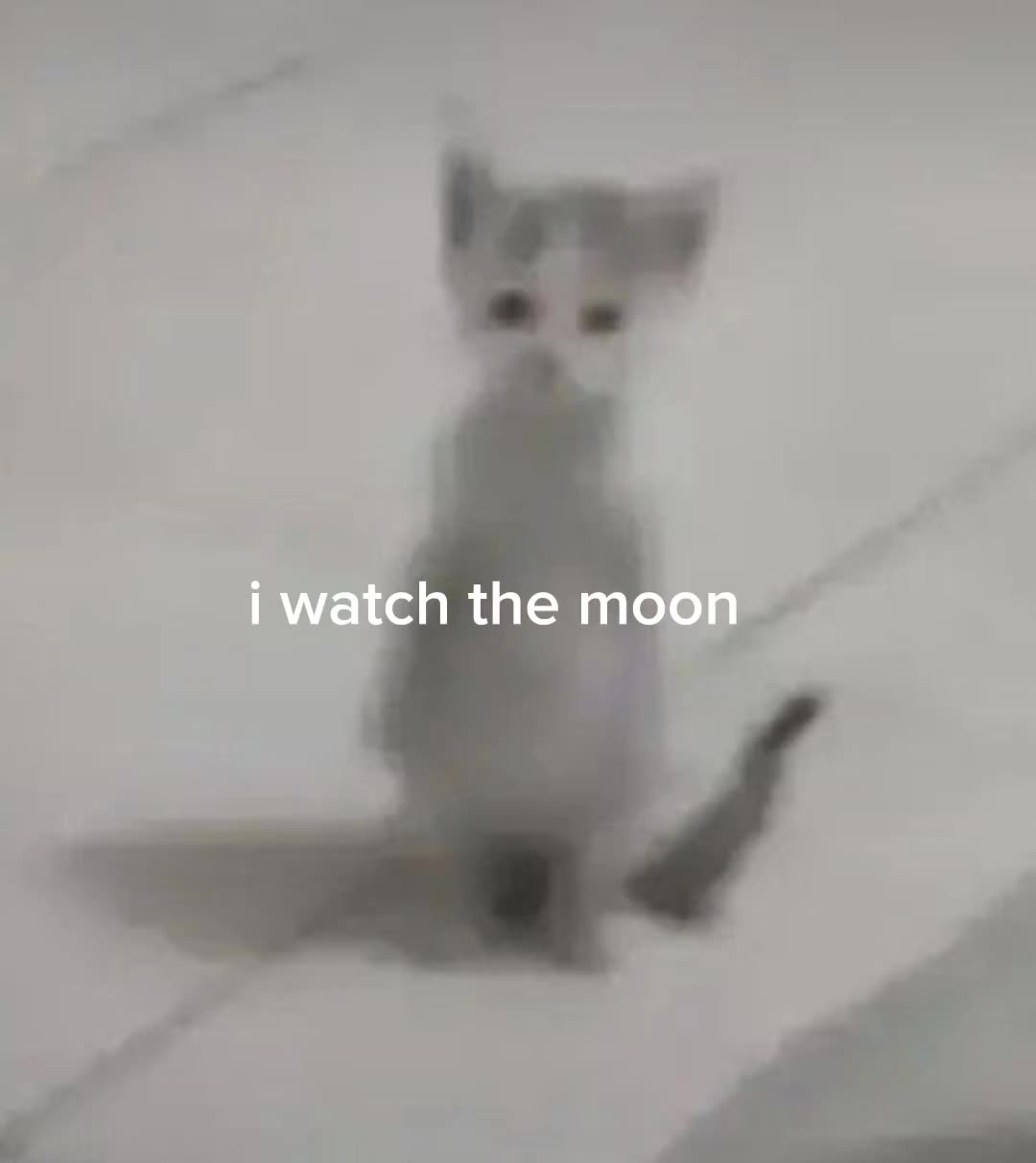 @wolie?