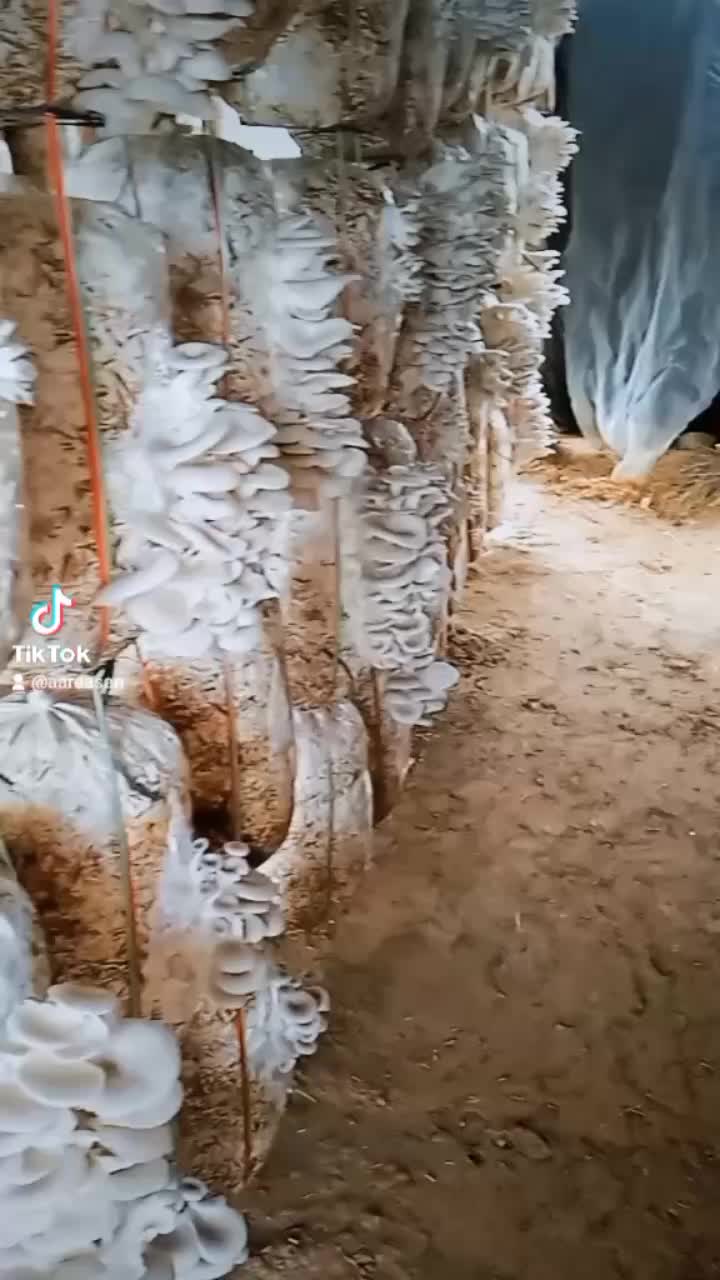 @अमर 🌹❤️❤️❤️ऐडि