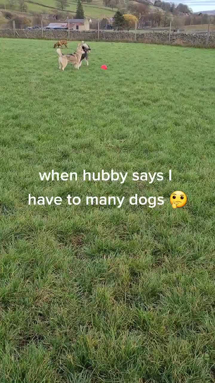 @howlvalley kennels