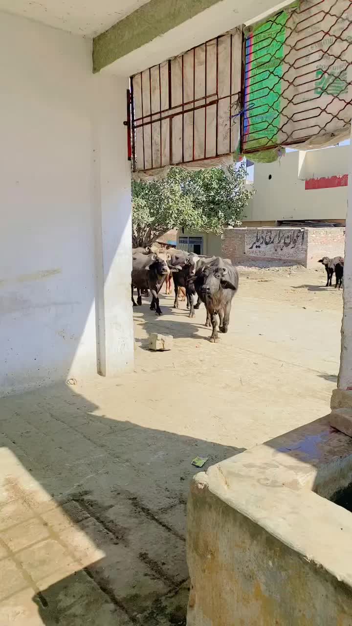 @Ali Hassan gujjar