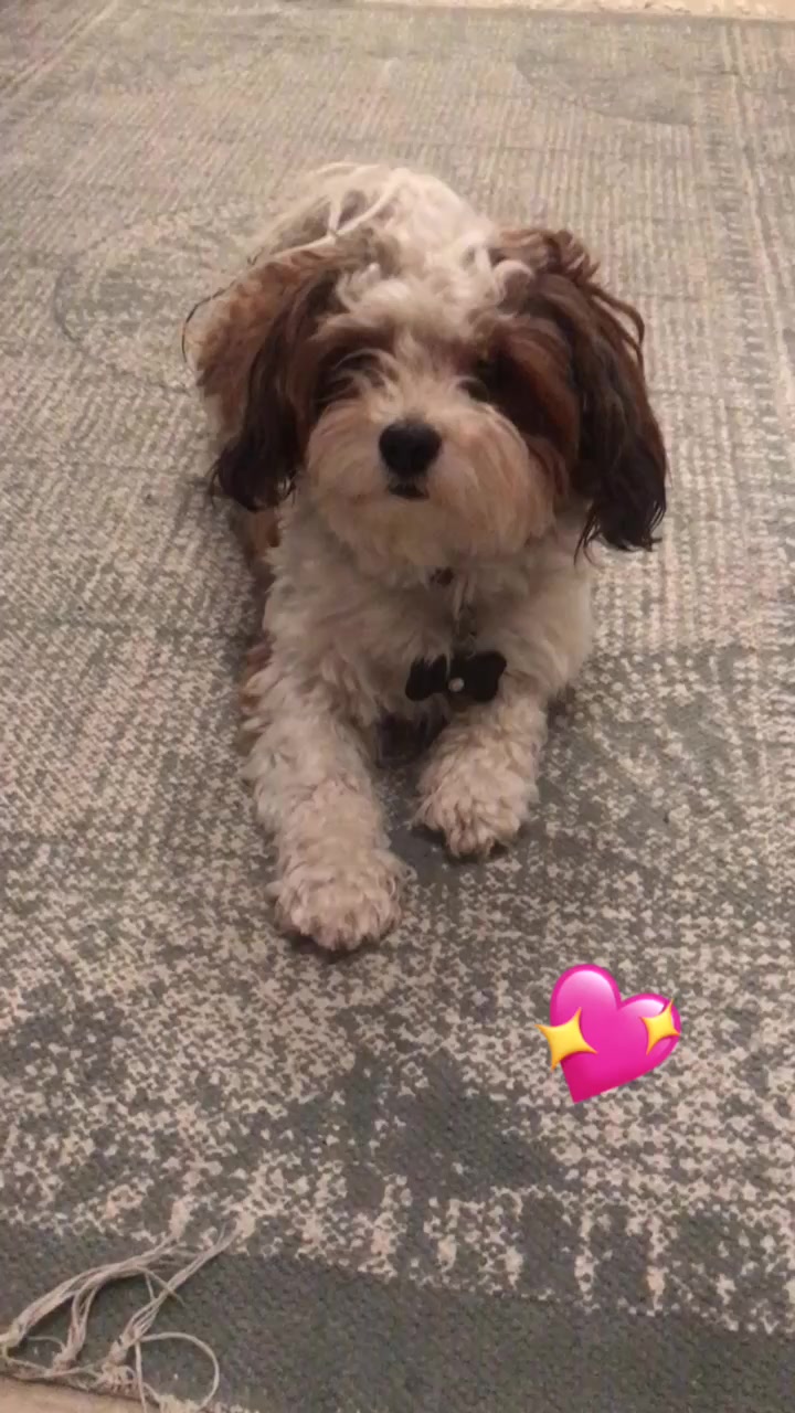 @Engel_auf_4_Pfoten💖