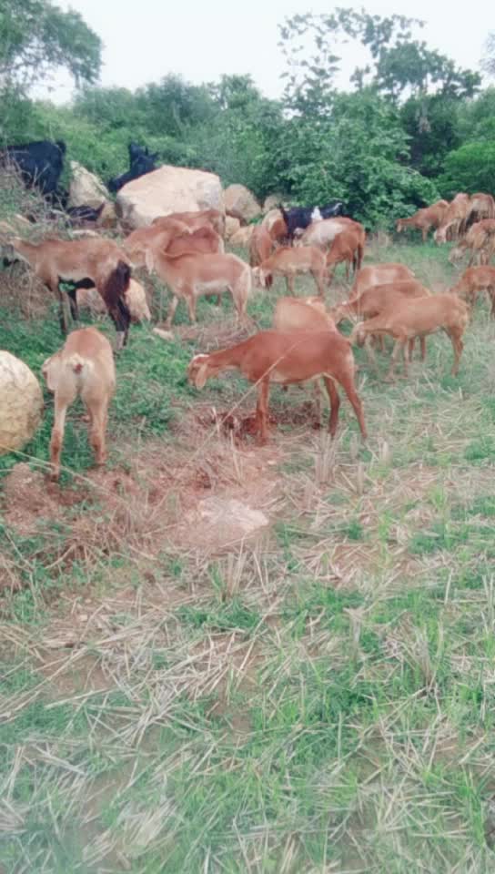 @vallapu Umesh Yadav
