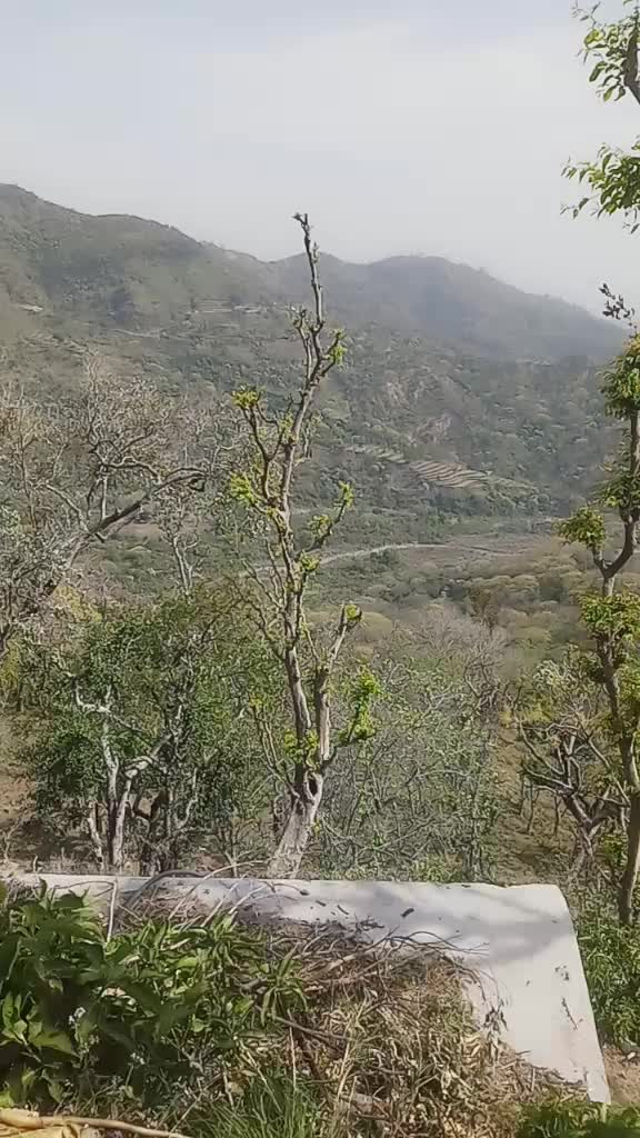 @Bittu Saini Pabla