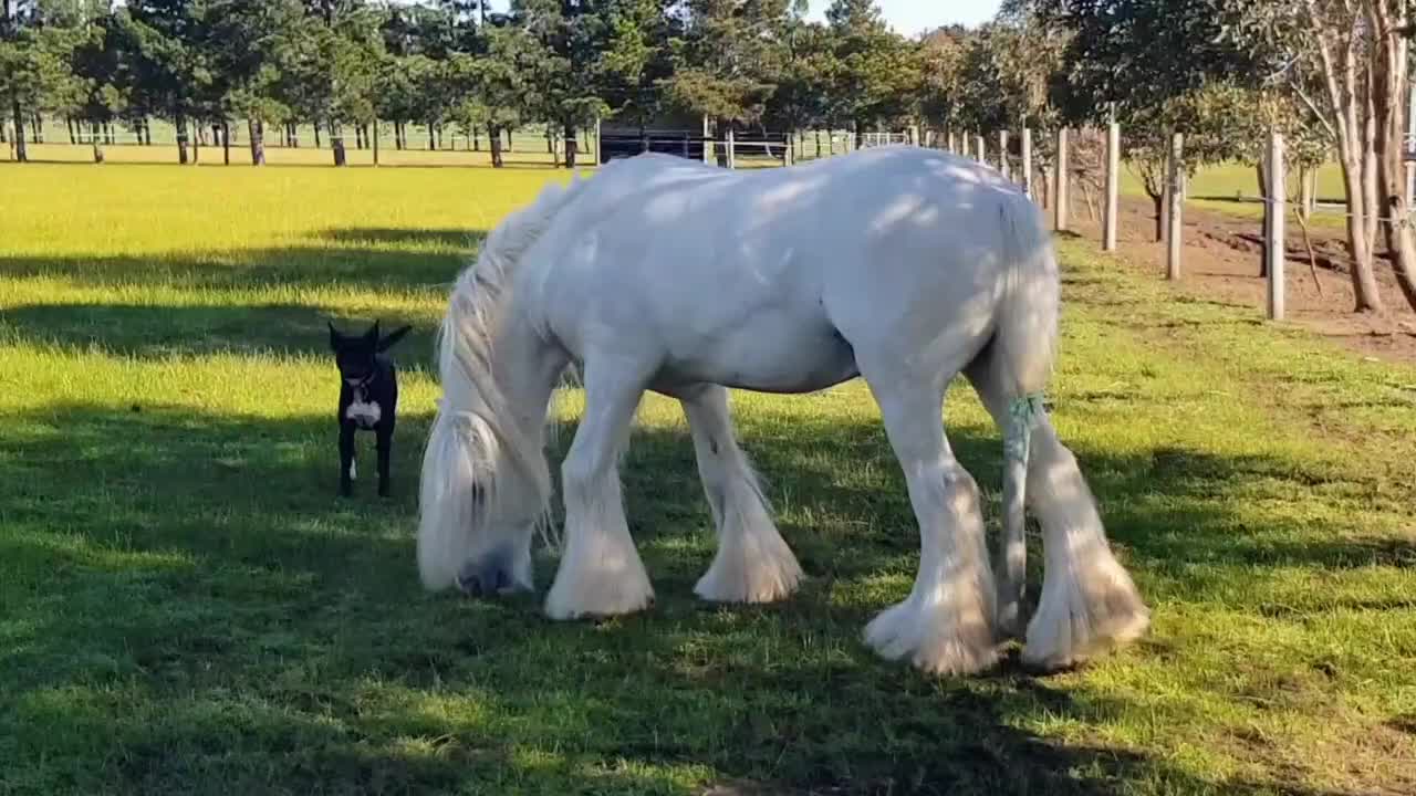 @Faraway Gypsy Horse Stud
