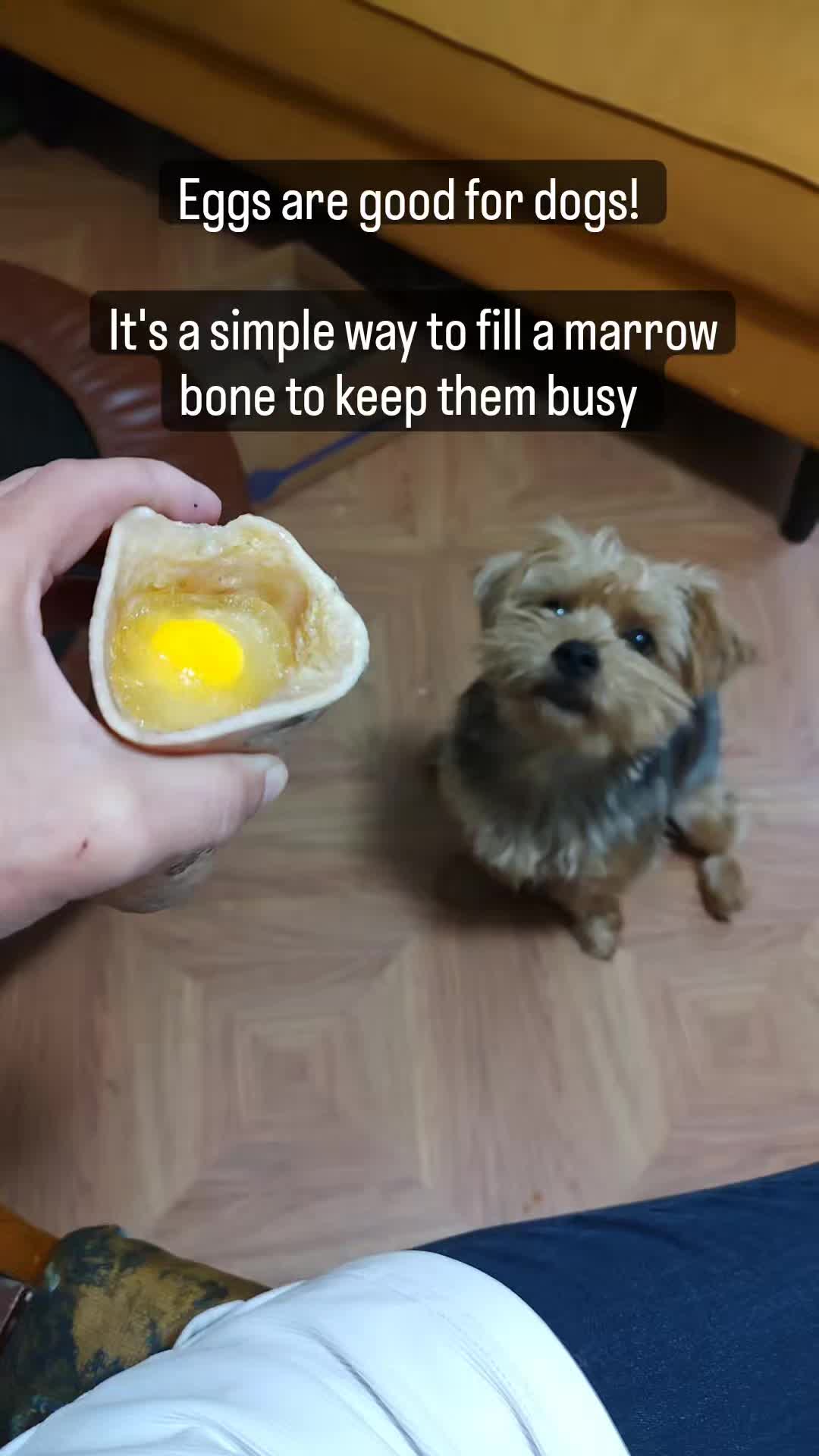 @TeachersPetSitting