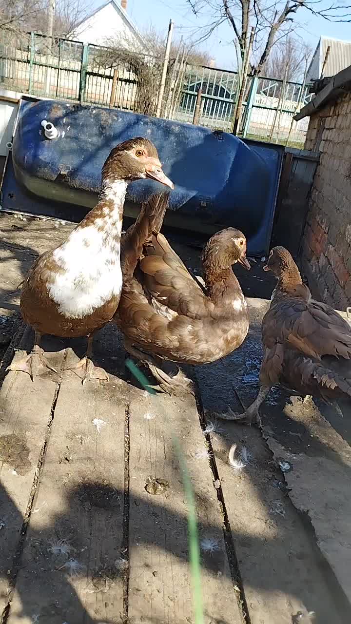 @🦃инда утки🦆