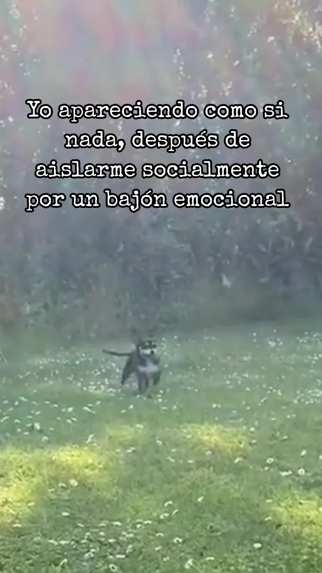 @️ Priss🌙