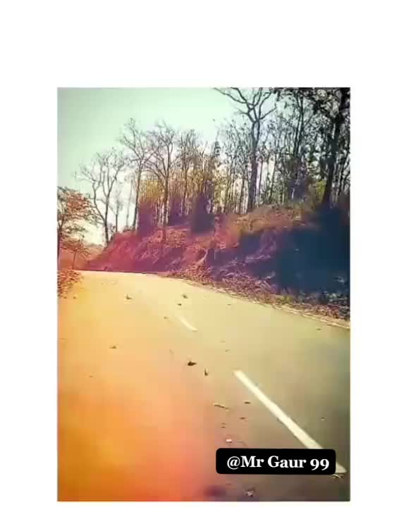 @👑Mr gaur 99👑