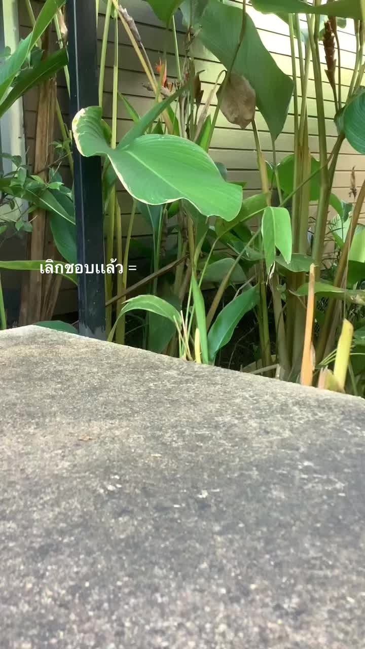 @เด้ก วิสุทธิ์
