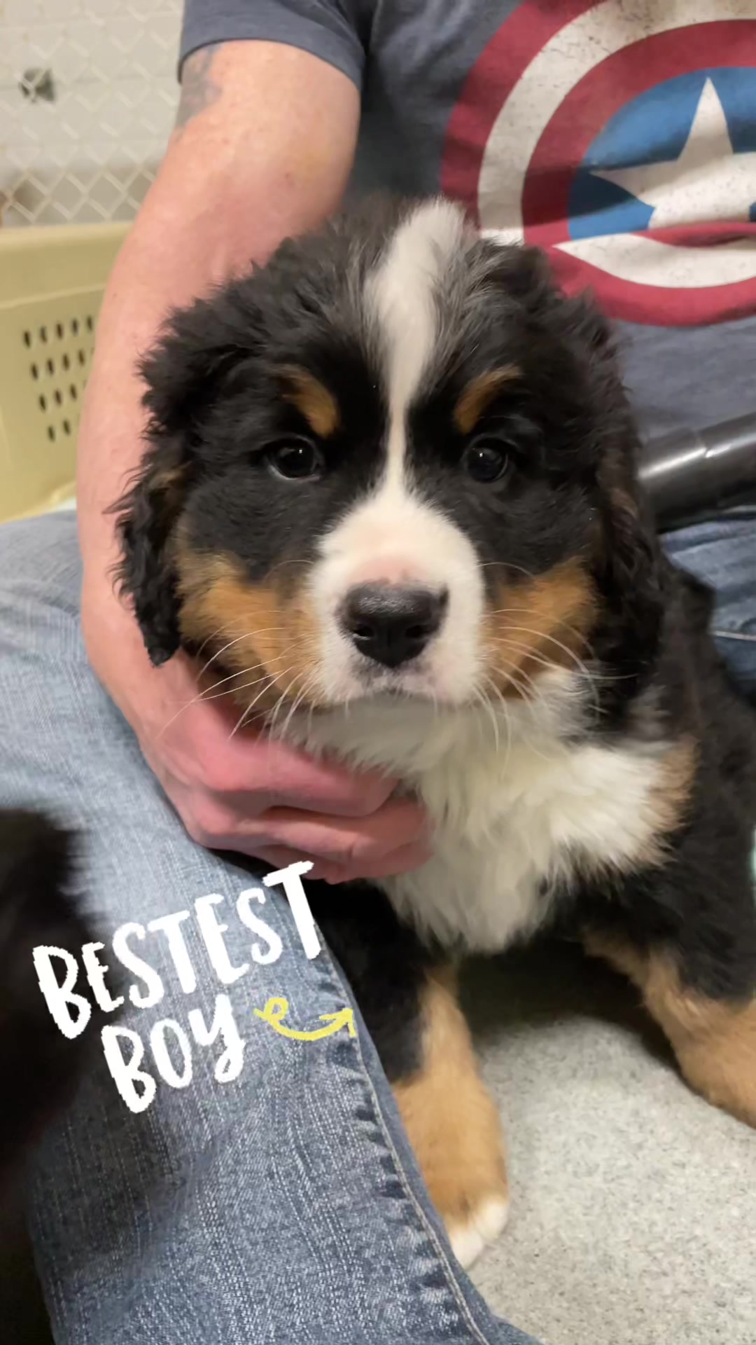 @SennenridgeBernese