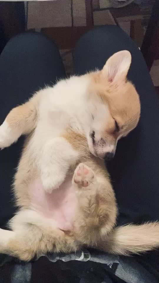 @jasminkathecorgi