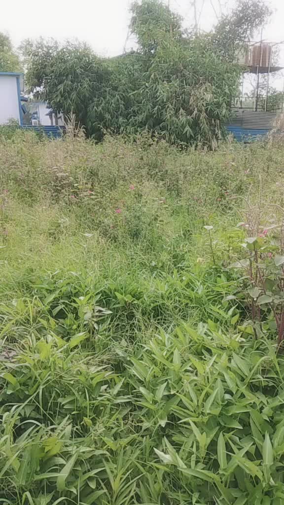 @Vidya Panchal