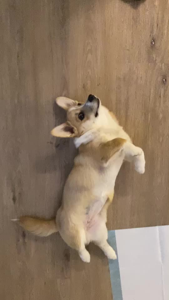 @jasminkathecorgi