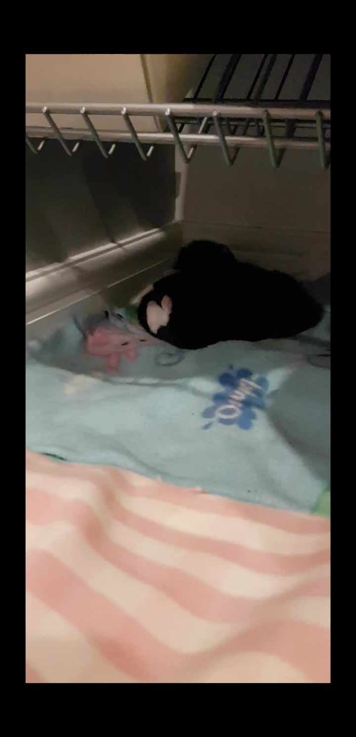 @storm.and.kittens