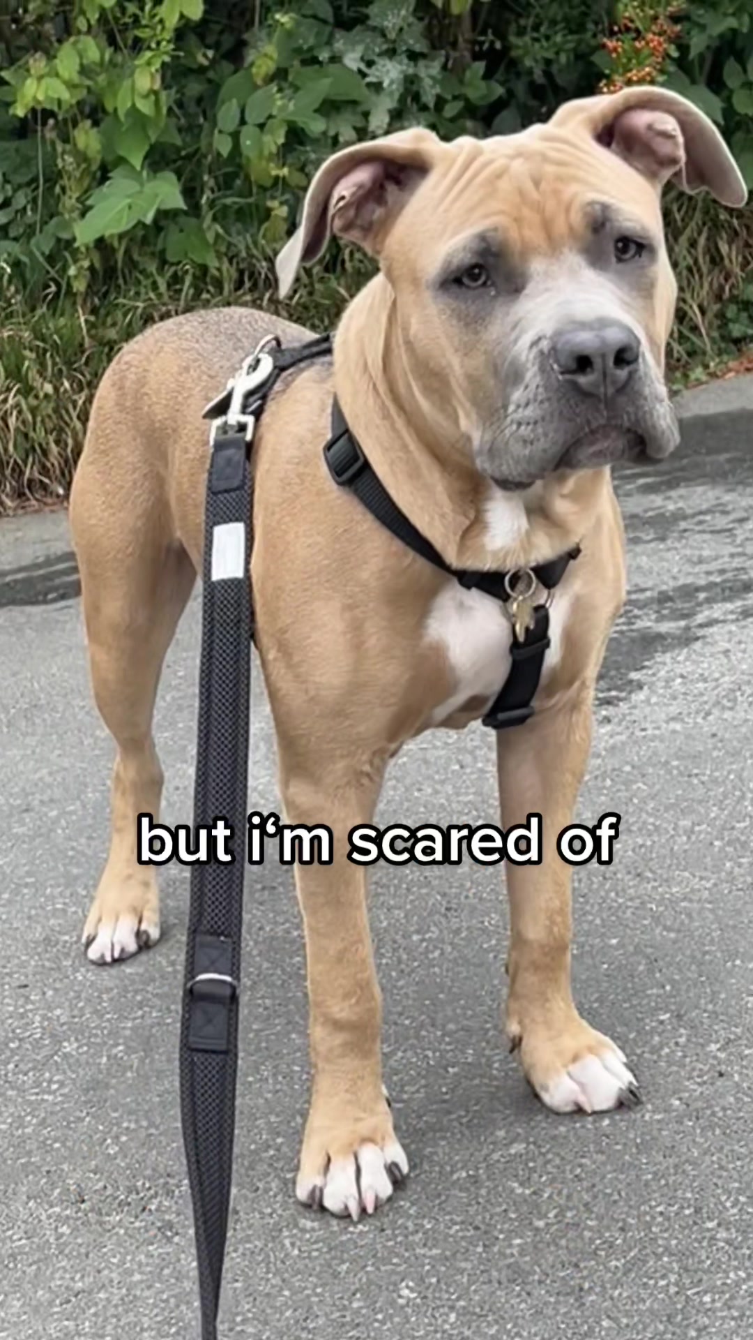 @lifeofpacoo