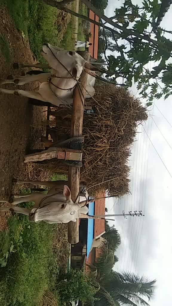 @ಗೌಡ್ರು ಹುಡುಗ ಉದಯ್