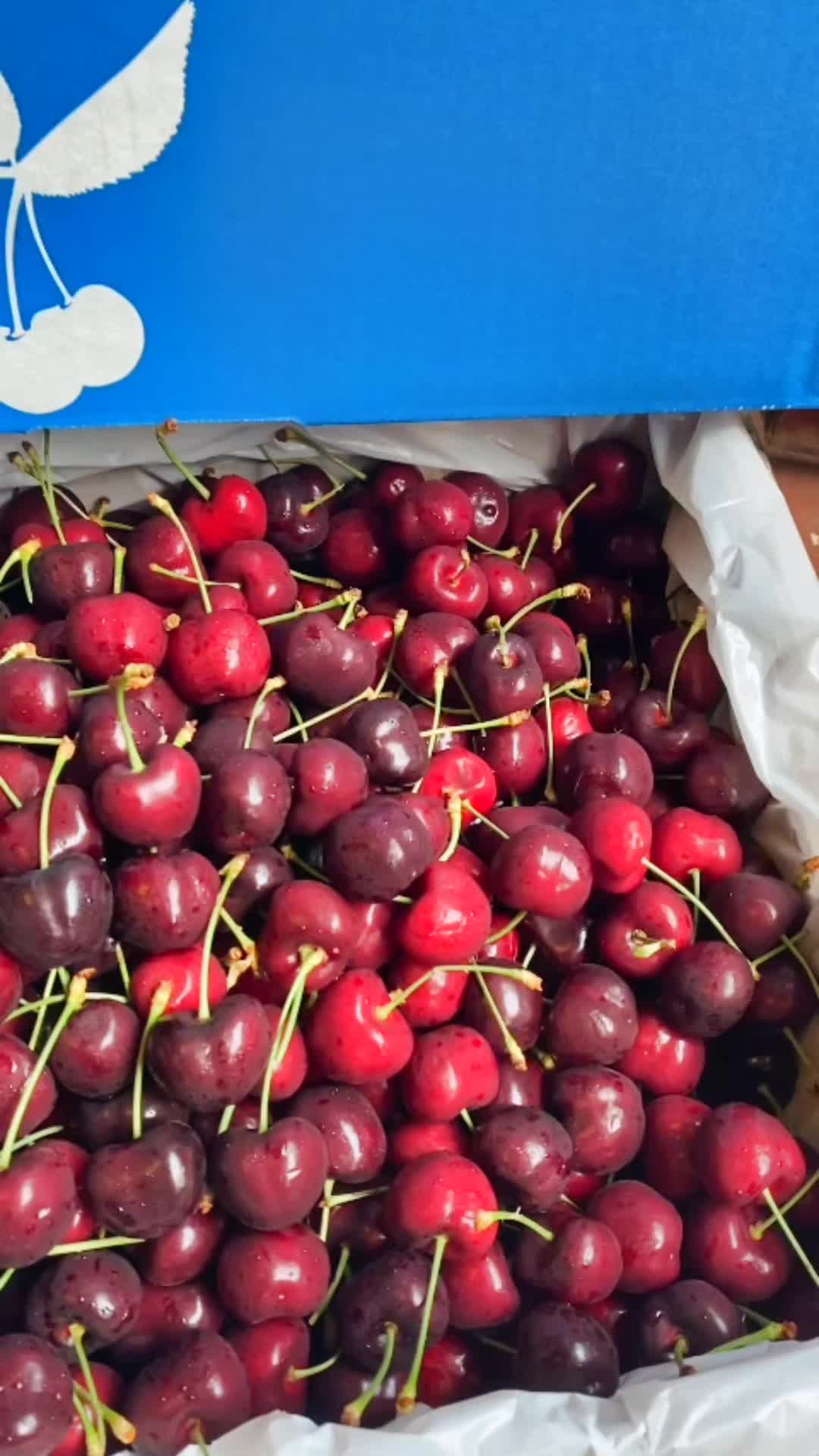 @Transfruits