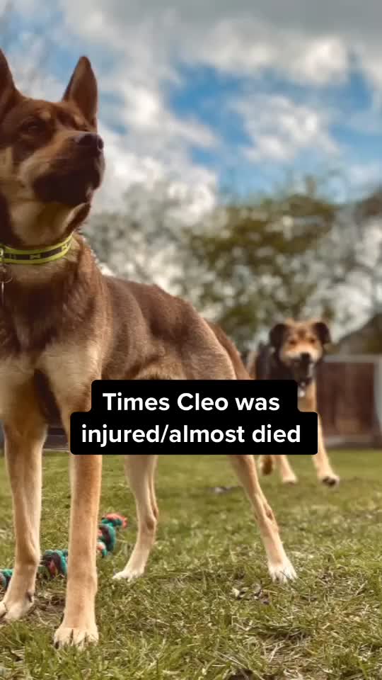 @Bunnies🐰 & Bitches🐕