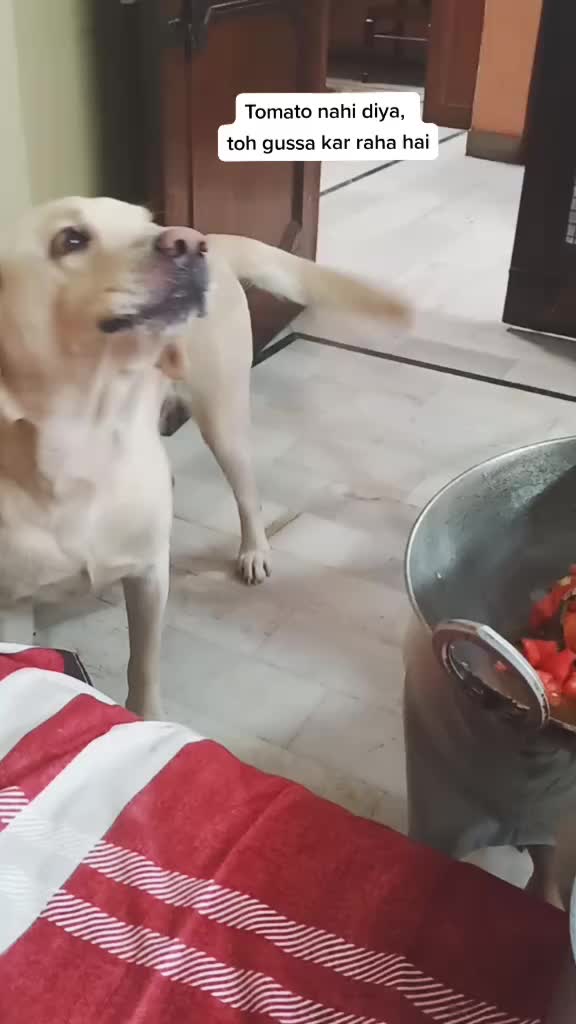 @Cute Doggo 🐶