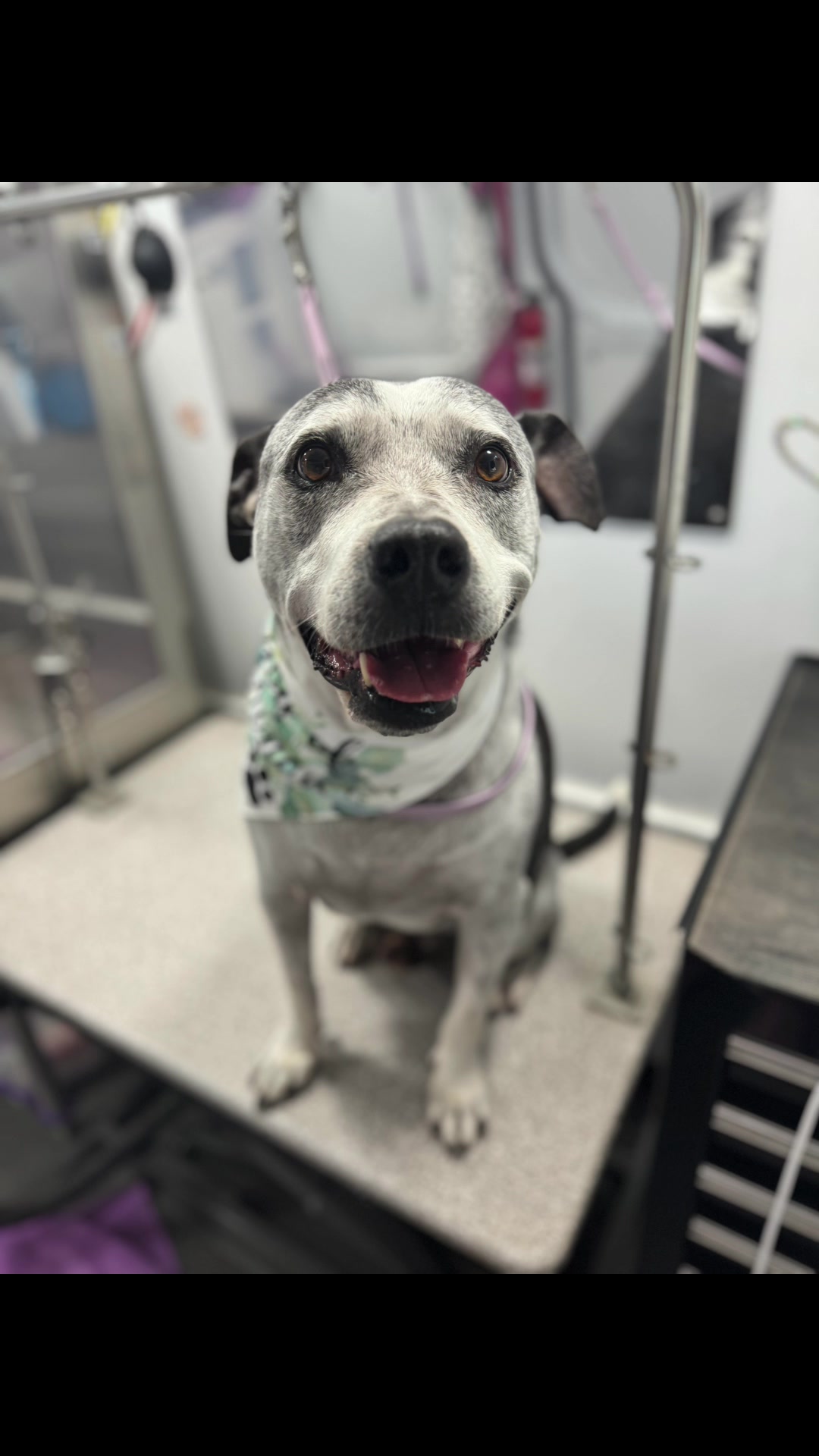 @the_Pawfectionist