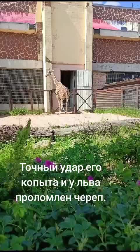 @св,.,с,....