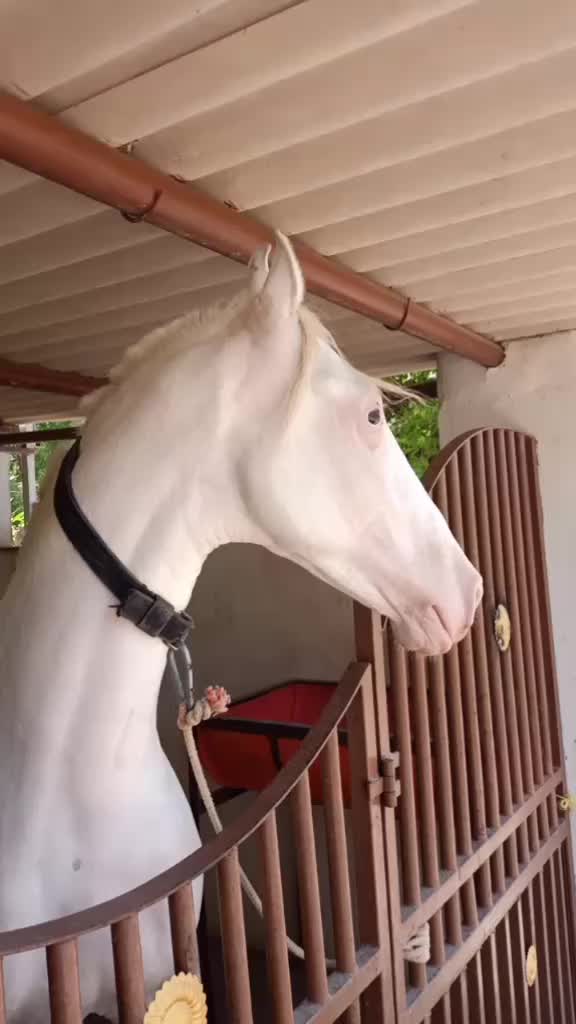 @🏇Sonu rider🏇