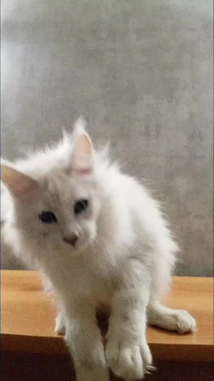 @Maine coon kitten