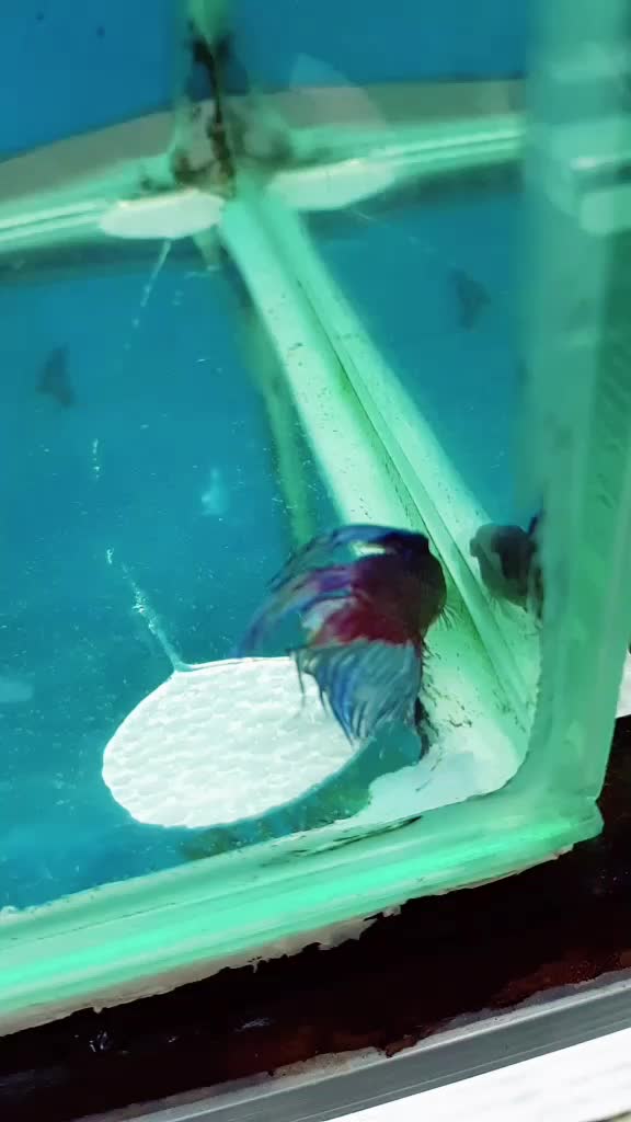 @Rebel Pets 🐠