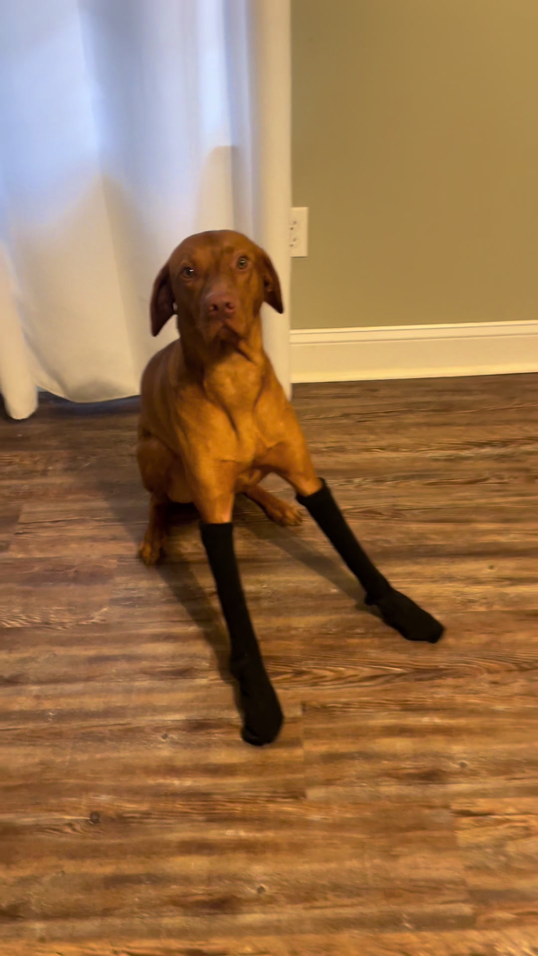 @Tycho the vizsla