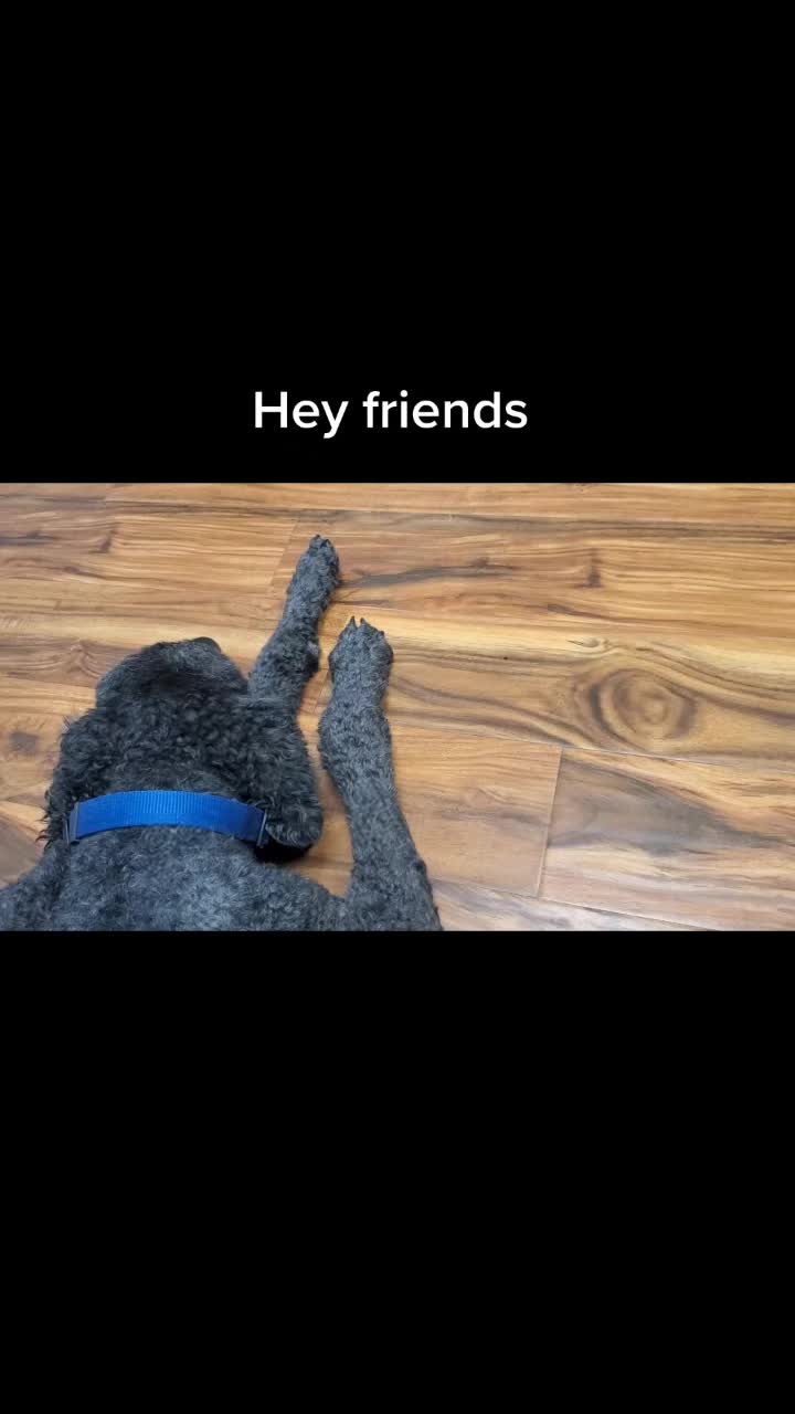 @SammyDoodle🙂