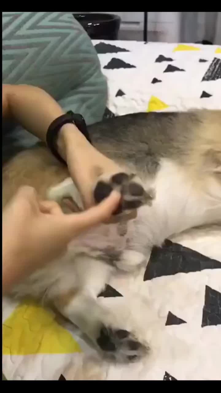 @corgilovecorgi