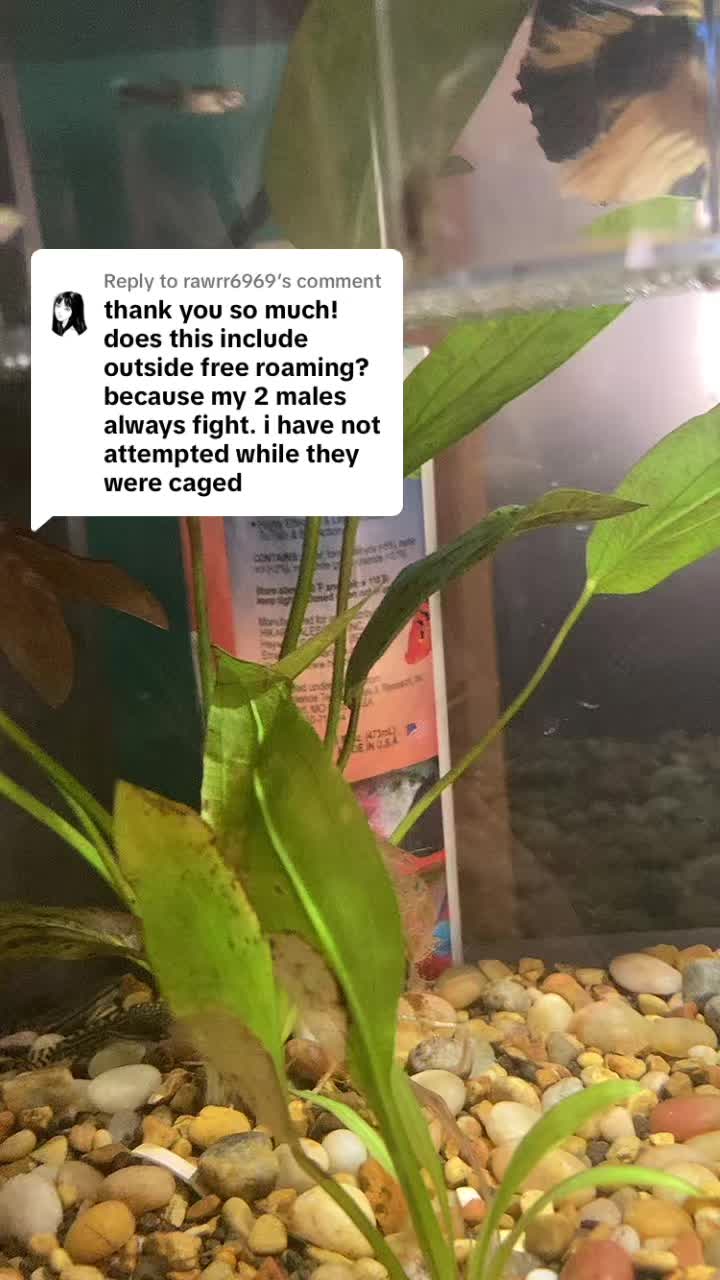 @Skilow