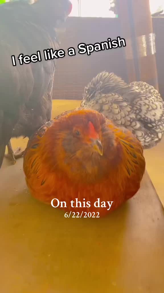 @Seven_mightyhens