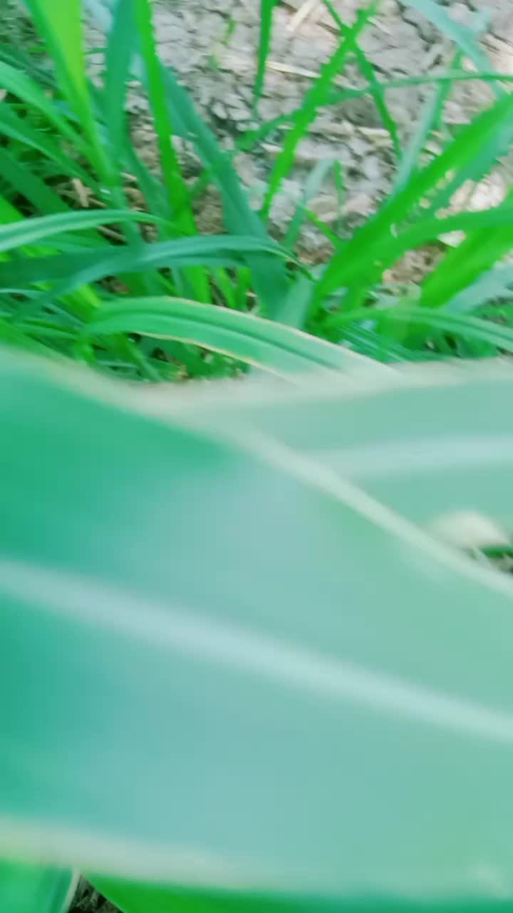 @divyans