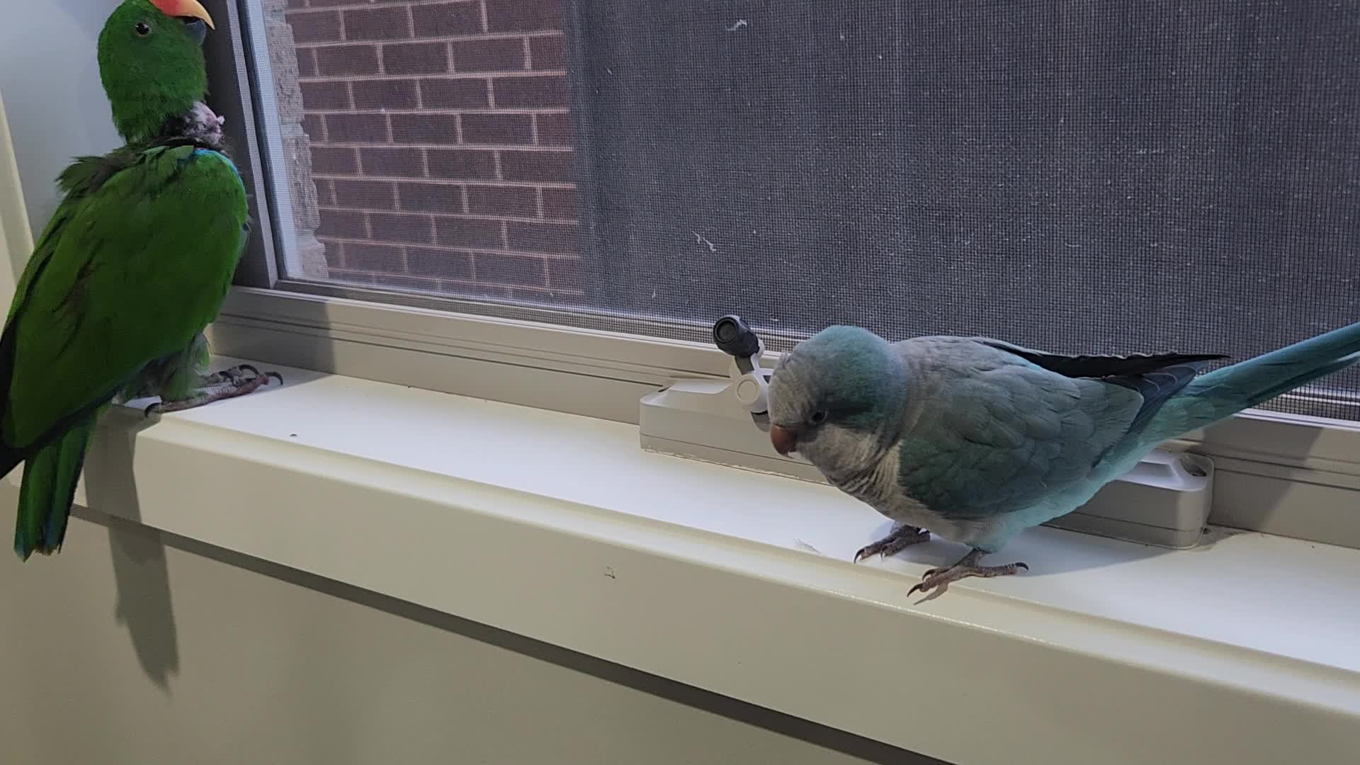 @Funnyparrotboys