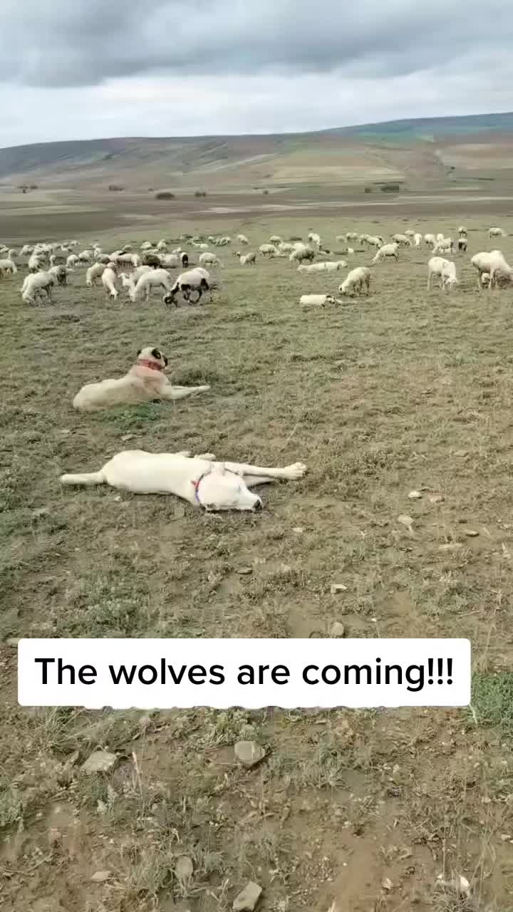 @Golden Wolf