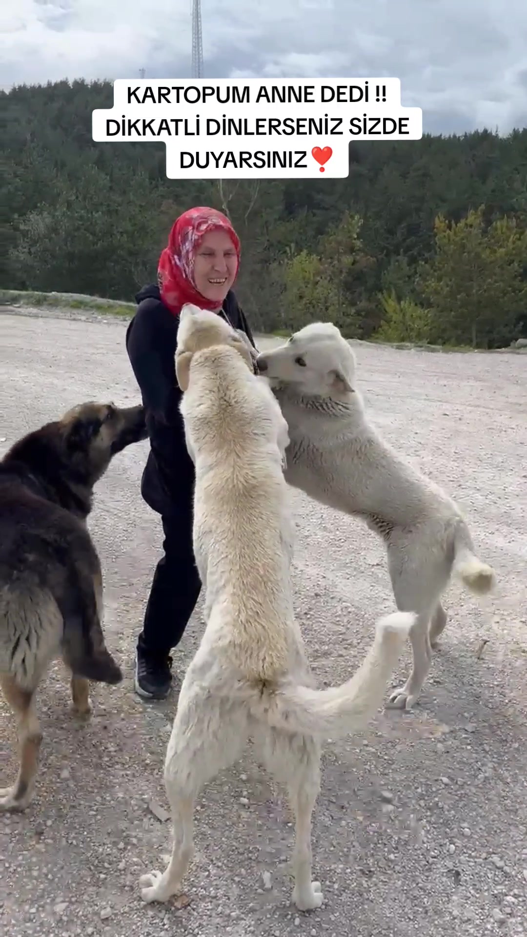 @azaphanecanlari