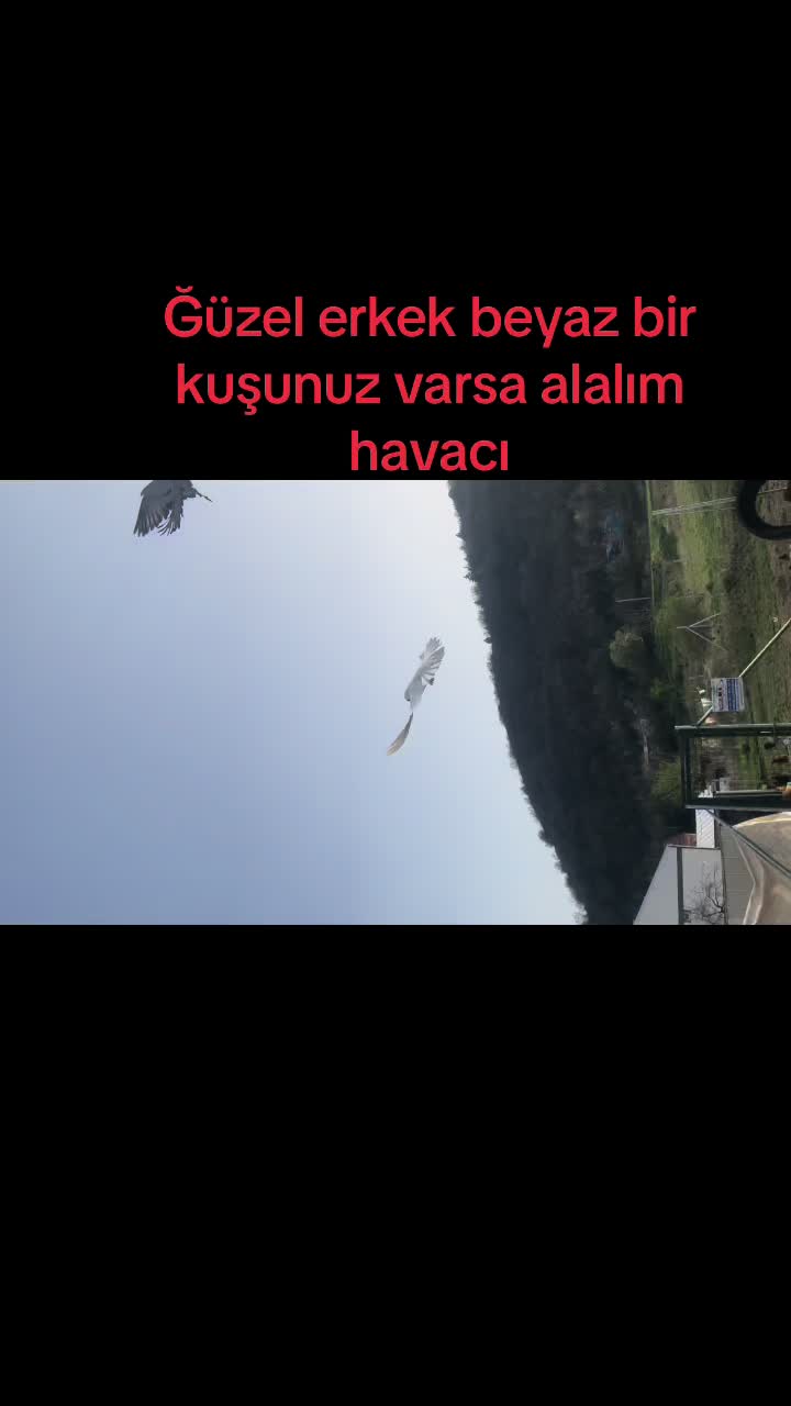 @azap