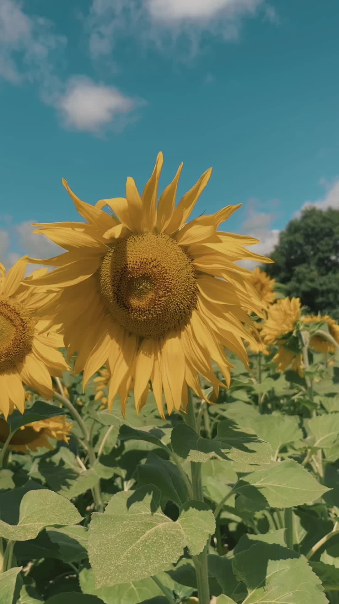 @dalyamazing