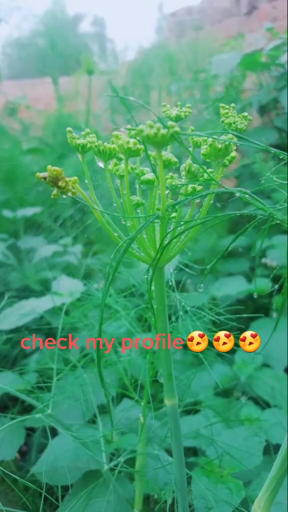 @photographer🌱🌳🌳🌵