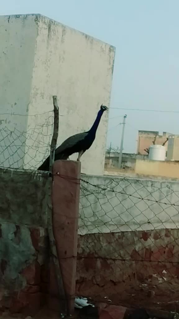 @Deepak_rathore
