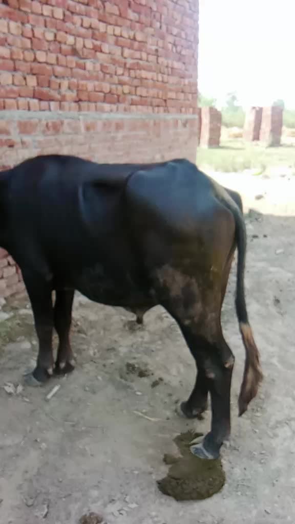@ashanvirk