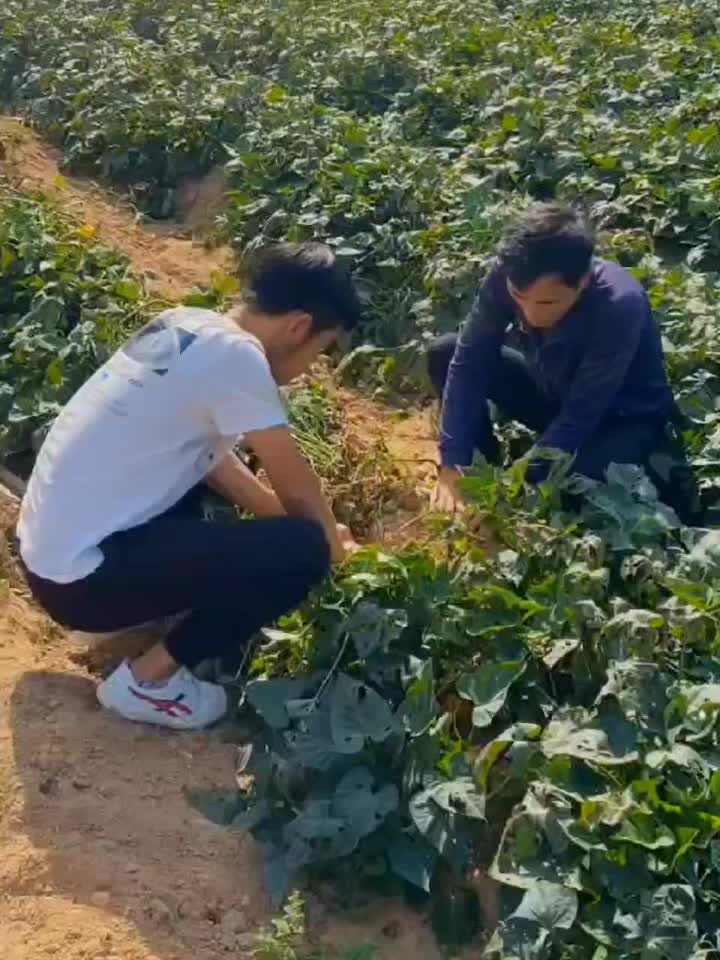 @sanzhihaitun123123