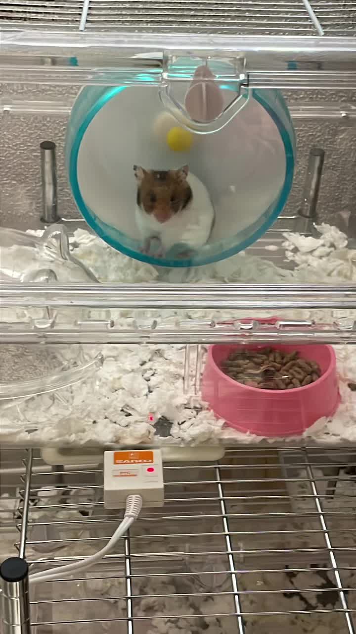 @クッキーモンスター
