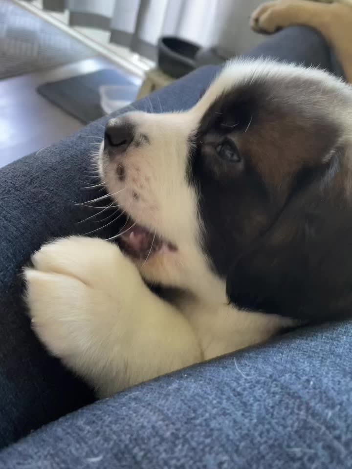 @TheCuriousStBernard
