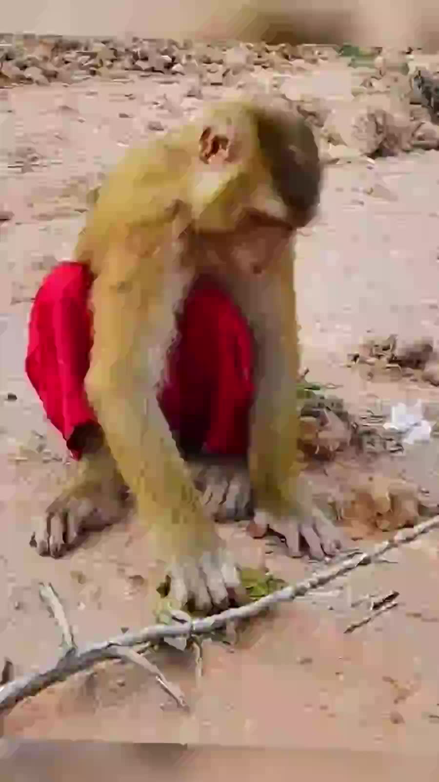 @Animal TV