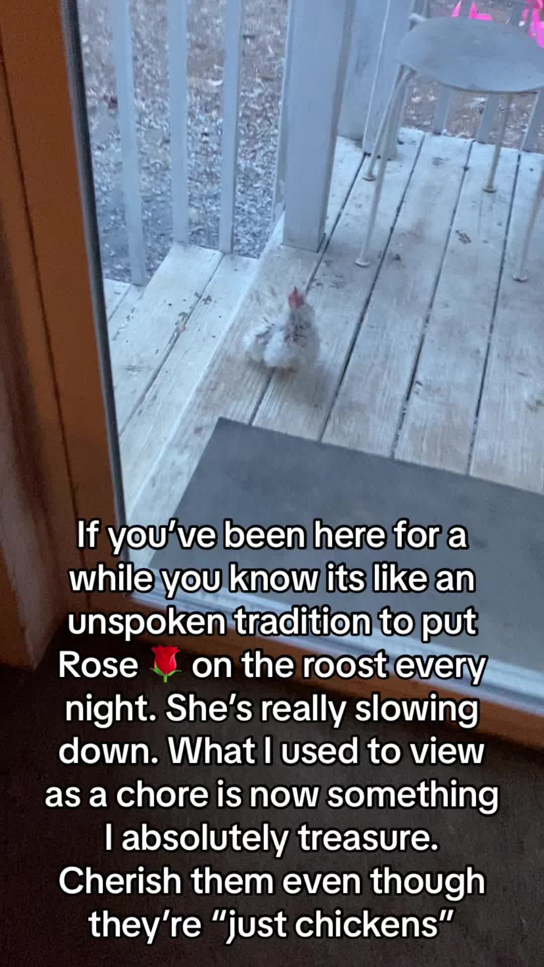 @Boujee Bantams UGC