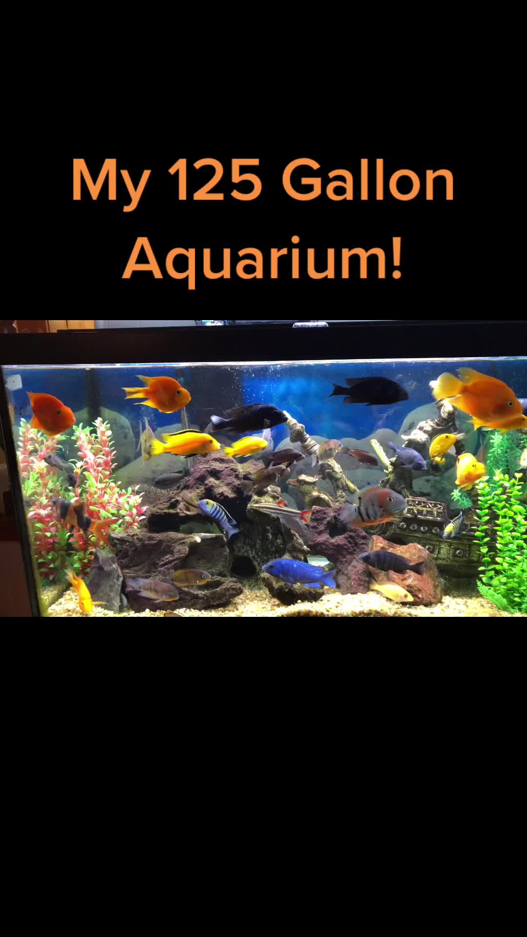 @epicfishnetwork
