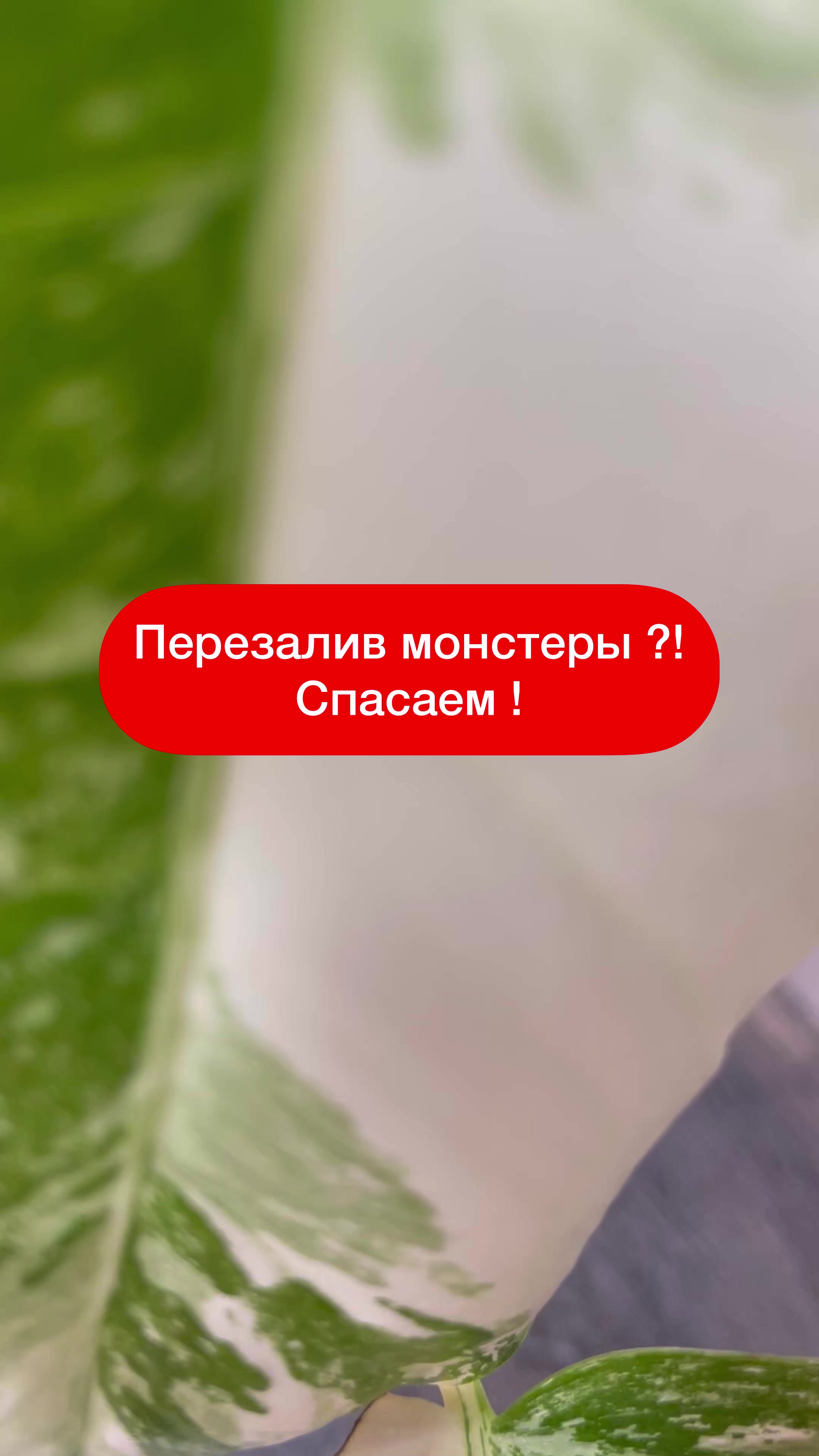 @Елена 🌱 Рай можно купить
